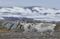  rennes,spitzberg,svalbard. 