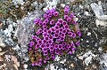 (Saxifraga oppositifiola) saxifrage,feuilles,opposées,spitzberg,svalbard. 
