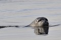 (Phoca vitulina) phoque,veau,marin,spitzberg,svalbard. 