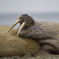  morses,spitzberg,svalbard. 