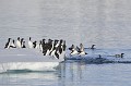 (Uria lomvia) Guillemots de Brünnich. guillemots,brunnich,spitzberg,svalbard. 