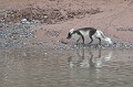  renard,polaire,spitzberg,svalbard. 