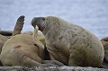  morses,spitzberg,svalbard. 