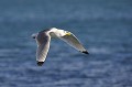 (Rissa tridactyla) mouette,tridactyle,spitzberg,svalbard. 