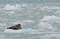 phoque,annele,spitzberg,svalbard. 
