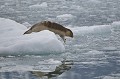 phoque,barbu,spitzberg,svalbard. 