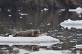  phoque,barbu,spitzberg,svalbard. 
