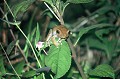 (Boophis madagascariensis) Cette rainette arboricole et nocturne, avec de grands yeux se rencontre dans les forêts pluvieuses de l'Est. Les œufs sont déposés dans les ruisseaux ou les flaques d'eau, où les têtards se développent... grenouille,madagascar. 