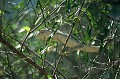  cameleon,madagascar. 