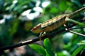Observé dans l'île de Nosy Komba, au nord de Madagascar. cameleon,madagascar. 