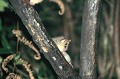 (Microcebus rufus) Observé de nuit, dans la réserve de Ranomafana, ce petit lémurien, d'une longueur de 12 cm (tête et corps) + 11 cm (queue) vit dans les forêts primaires et secondaires de la côte Est de Madagascar. Il se nourrit de fruits, jeunes feuilles, fleurs, insectes, gomme, nectar. Accouplement : septembre/octobre, portée : 1 à 3 petits, gestation : 2 mois, vie sociale : solitaire. microcebe,roux,madagascar. 