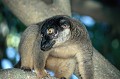 (Eulemur fulvus fulvus) Observé dans l'île de Tanikely, proche de Nosy Be, ce lémurien est la seule espèce qui ne présente pas de dimorphisme sexuel. Il habite la forêt pluvieuse. maki,brun,madagascar. 