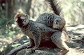 (Eulemur fulvus rufus) Ce lémurien vit dans les forêts tropicales humides ou forêts sèches à feuilles caduques. Les deux mâles figurant sur ce cliché ont été aperçus dans le Parc national de l'Isalo. Si les mâles arborent une parure grise, les femelles portent une robe marron rougeâtre. Principalement arboricole, cet animal se nourrit de fruits, feuilles, fleurs et insectes. maki,front,roux,madagascar. 