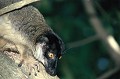 (Eulemur fulvus fulvus). maki,brun,madagascar. 