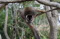 (Eulemur fulvus fulvus). maki,brun,madagascar. 