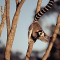 (Lemur catta) Lémurien endémique de Madagascar. Très populaire, reconnaissable par sa longue queue rayée de 14 anneaux noirs et blancs. maki,catta,madagascar. 