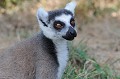 (Lemur catta). maki,catta,madagascar. 