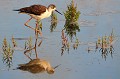 (Himantopus himantopus) L'Echasse blanche peut être observée principalement dans les marais salants. Elle se déplace avec élégance dans les eaux peu profondes, où elle picore avec délicatesse, insectes, larves aquatiques, mollusques et crustacés... echasse,blanche. 