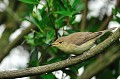 (Phylloscopus collybita) pouillot,veloce,france. 