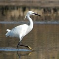 (Egretta garzetta) aigrette,garzette,france. 