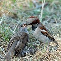 (Passer domesticus) Moineaux domestiques. moineaux,domestiques,france. 