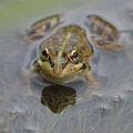 (Pelophylax lessonae) Grenouille de Lessona. grenouille,lessona,france. 