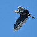 (Ardea cinerea) heron,cendre,france. 