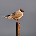 (Chroicocephalus ridibundus) Mouette rieuse mouette,rieuse,france. 