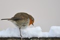 (Erithacus rubecula) rougegorge,france. 