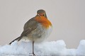 (Eriithacus rubecula) rougegorge,france. 