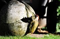 (Picus viridis) pic,vert,france. 