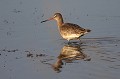 (Limosa limosa) barge,queue,noire,france. 