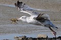 (Larus argentatus) Goéland argenté. goeland,argente,france. 