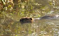 (Myocastor coypus) Le Ragondin vit au bord des canaux. Il creuse de longs et profonds terriers, qui contribuent à l'effondrement des berges, au remplissage des fossés. Sans prédateur, il se multiplie à grande vitesse. La femelle peut avoir chaque année jusqu'à 3 portées de 5 à 7 petits !!! ragondin,france. 