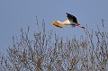 (Ciconia ciconia) cigogne,blanche,france. 