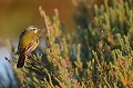(Motacilla flava) bergeronnette,printaniere,france. 