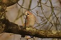 (Garrulus glandarius) geai,chenes,france. 