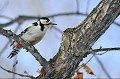 (Dendrocopos major) pic,epeiche,france. 