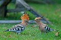 (Upupa epops) huppes,fasciées,france. 