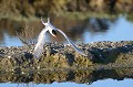 (Sterna hirundo) sterne,pierregarin,france. 