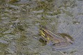 (Pelophylax lessonae) Grenouille de Lessona. grenouille,lessonae,france. 