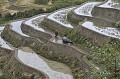 L'étroitesse des rizières interdit tout recours à l'agriculture mécanique. riziere,jingkou,yunnan,chine. 