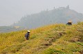  culture,riz,longsheng. 