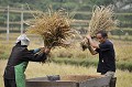 Cette opération permet de séparer le grain de la paille. Notons que le paysan cultive la terre, propriété de l'Etat. Pour fixer les populations à la campagne et éviter l'exode vers la ville, le gouvernement ne lève plus d'impôts sur les récoltes... On observe cependant une tendance chez les jeunes à choisir d'autres métiers que ceux relevant de l'activité agricole. battage,riz,chine. 