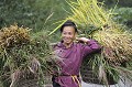  campagne,chine. 