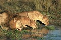  lions,okavango,bostwana. 