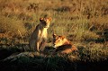  lions,okavango,bostwana. 