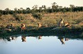 Les mâles qui figurent dans ce groupe arboreront une crinière noire ou dorée vers l'âge de 3 ans. C'est aussi à cet âge qu'ils devront quitter le clan, lorsque le mâle dominant commencera à les traiter en rivaux. Ils partiront alors, menant une vie de nomade, jusqu'à réussir pour chacun d'entre eux à conquérir un nouveau groupe et à s'affirmer comme leader. lions,okavango,bostwana. 