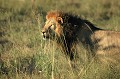  lion,okavango,bostwana. 