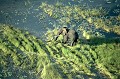  elephant,okavango,botswana. 